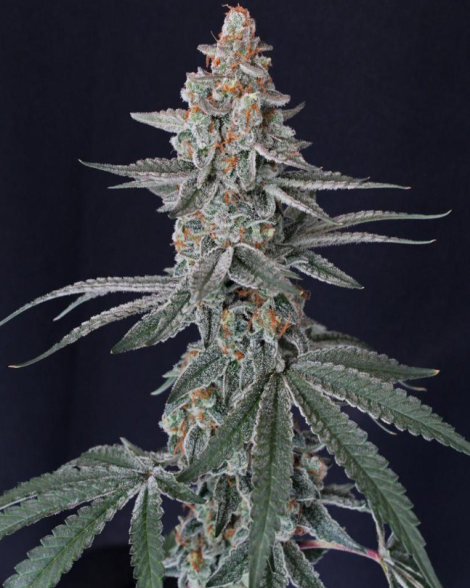 Mellowz #08